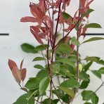 Červienka Fraserova (Photinia × fraseri) ´RED ROBIN´ - výška 60-80 cm, kont. C3L (-24°C)